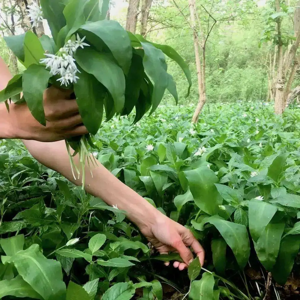 英国央行加息到4.25%!在英国摘野韭菜罚£1000?!真相其实是这样!