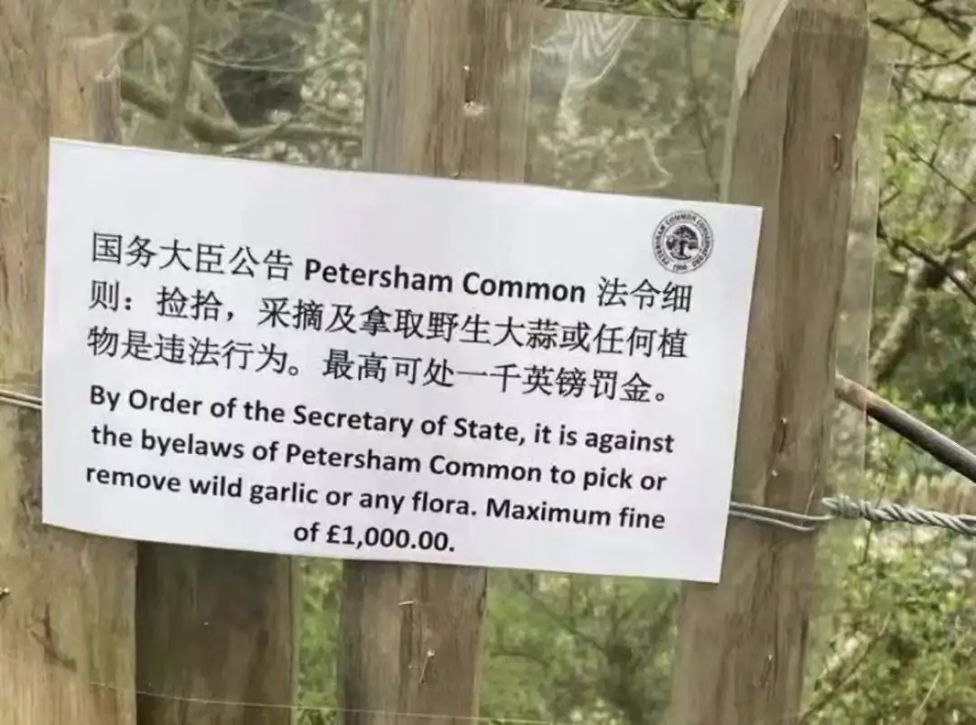 英国央行加息到4.25%!在英国摘野韭菜罚£1000?!真相其实是这样!