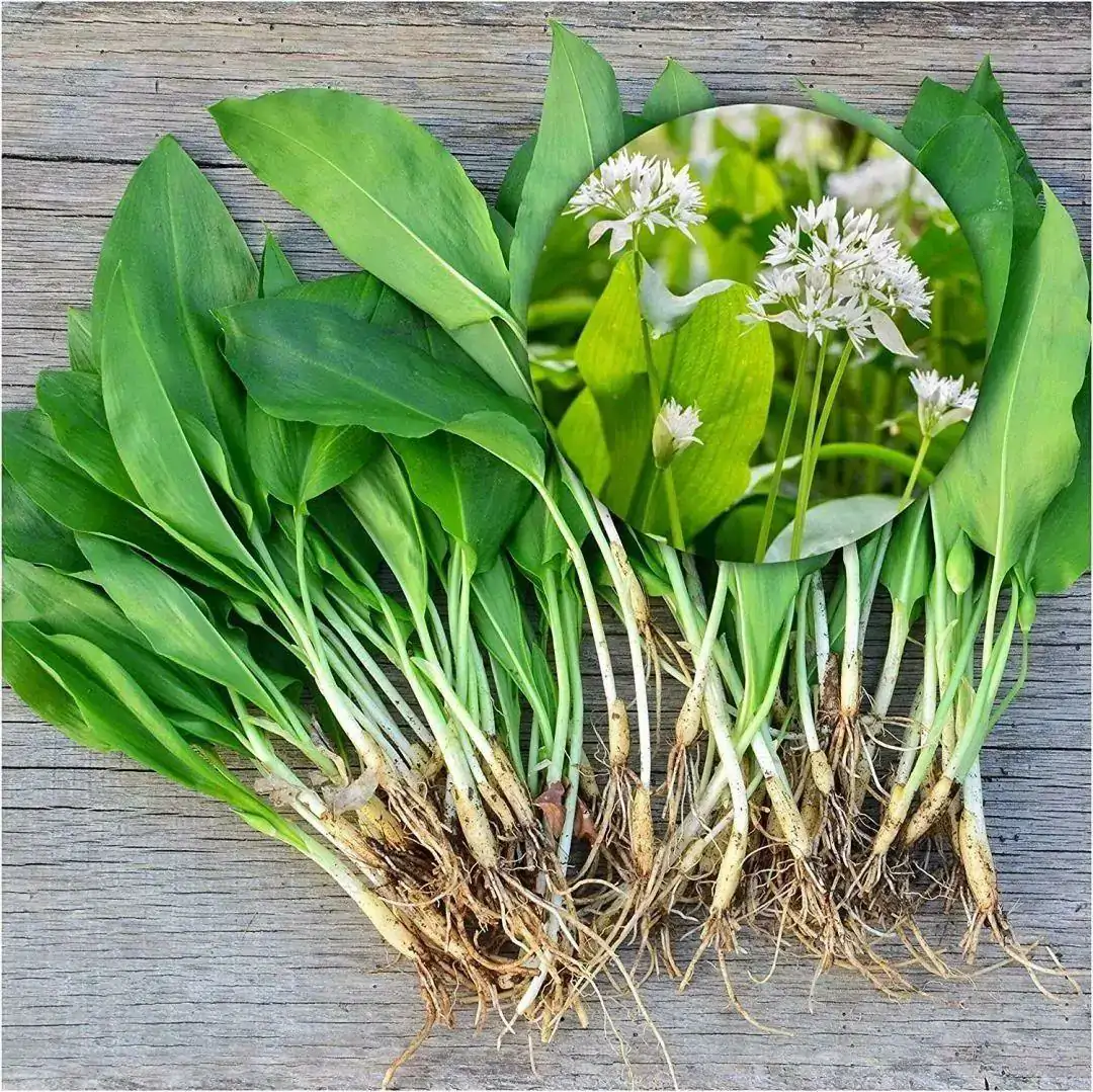 英国央行加息到4.25%!在英国摘野韭菜罚£1000?!真相其实是这样!