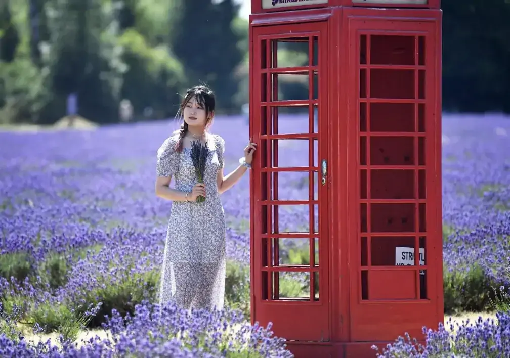 英国“普罗旺斯”最好时节!8大薰衣草花田限时绽放指南:7月最适前往!