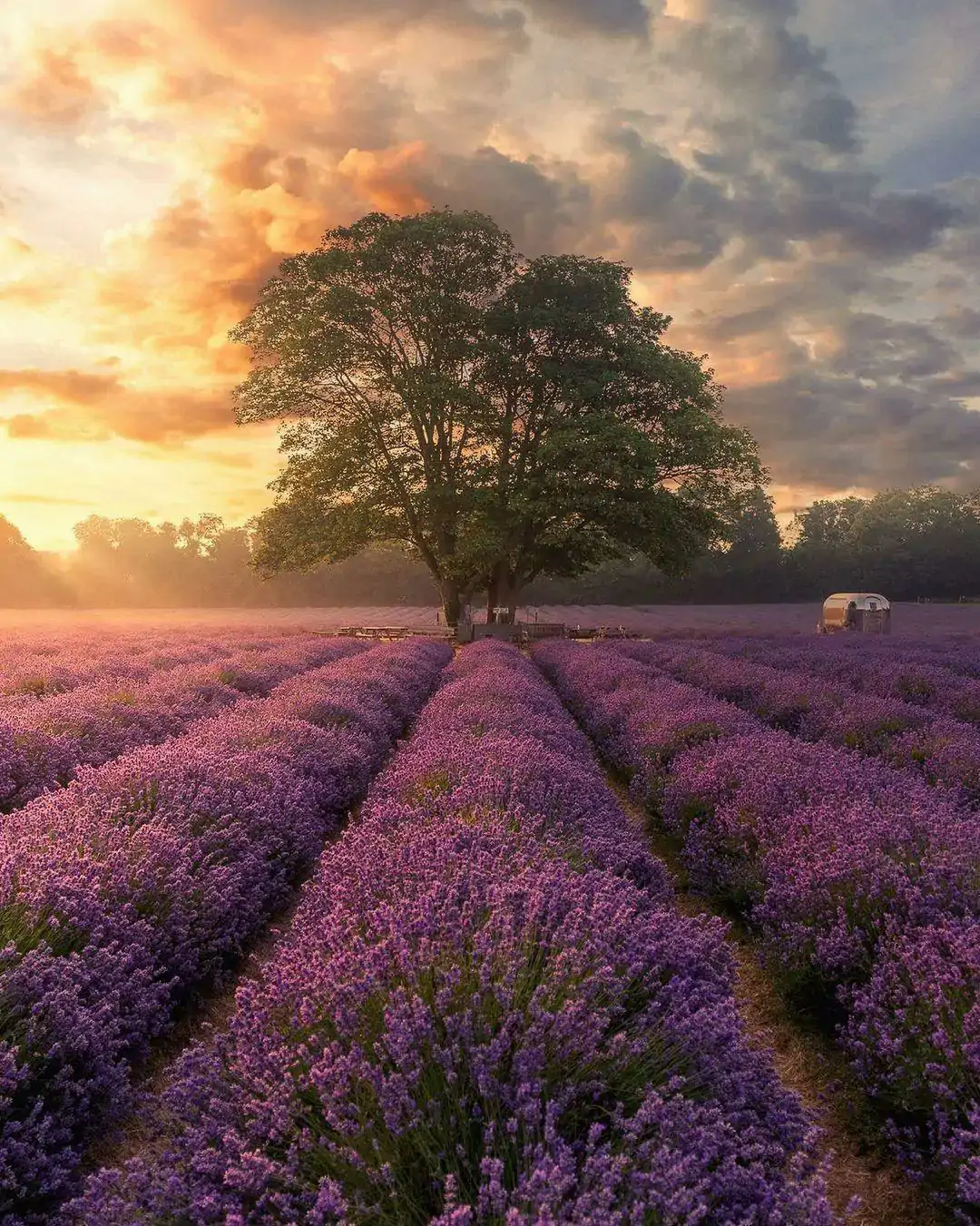英国“普罗旺斯”最好时节!8大薰衣草花田限时绽放指南:7月最适前往!