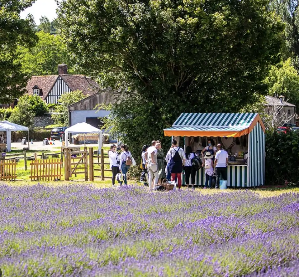 英国“普罗旺斯”最好时节!8大薰衣草花田限时绽放指南:7月最适前往!