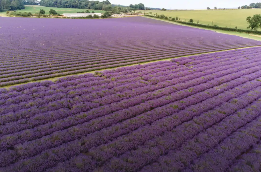 英国“普罗旺斯”最好时节!8大薰衣草花田限时绽放指南:7月最适前往!