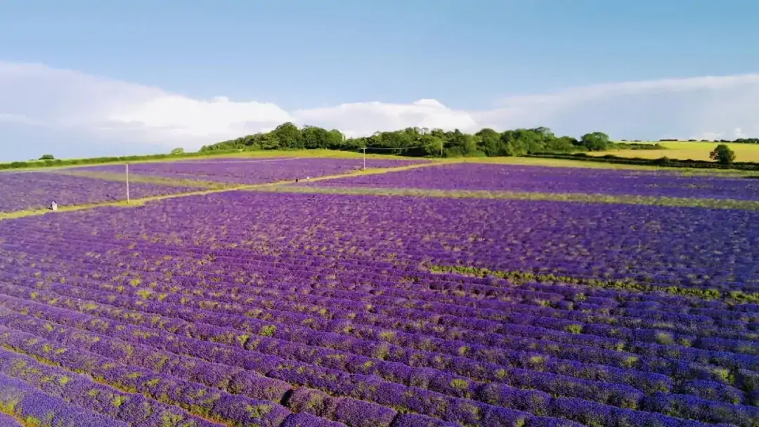英国“普罗旺斯”最好时节!8大薰衣草花田限时绽放指南:7月最适前往!