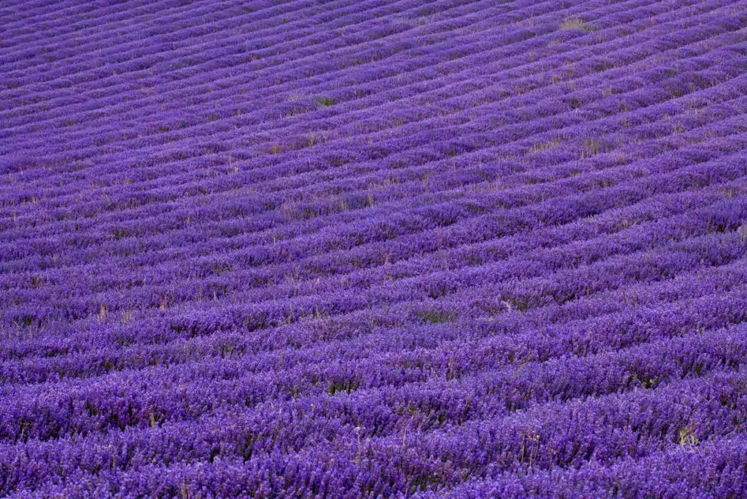 英国“普罗旺斯”最好时节!8大薰衣草花田限时绽放指南:7月最适前往!