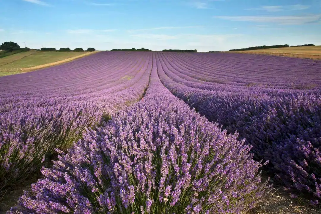 英国“普罗旺斯”最好时节!8大薰衣草花田限时绽放指南:7月最适前往!